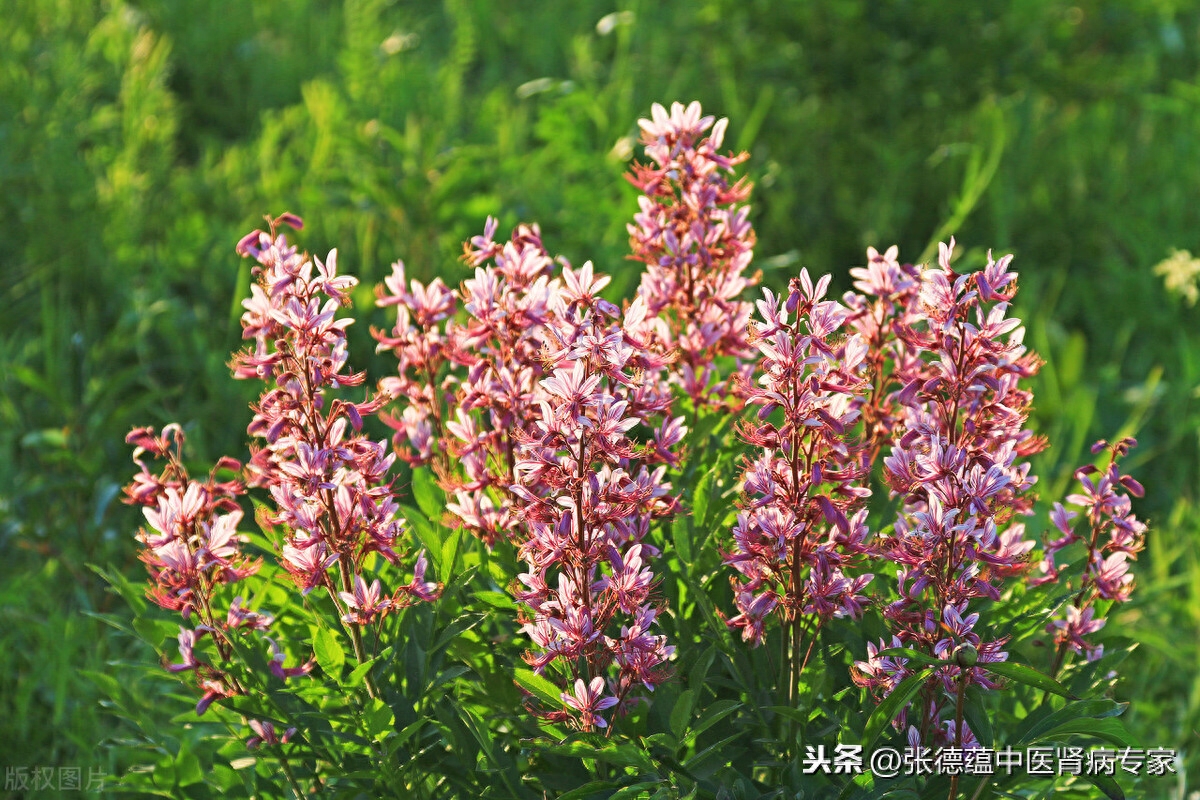 松花粉的主要成分_成分粉功效松花粉的作用_松花粉的功效成分