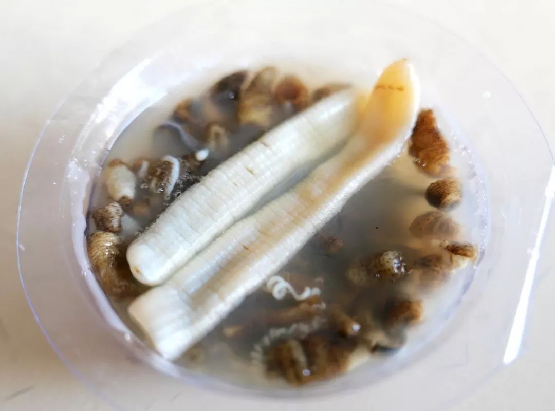 沙干五花肉_五花肉沙肝怎么做好吃_五花肉猪肝汤的做法