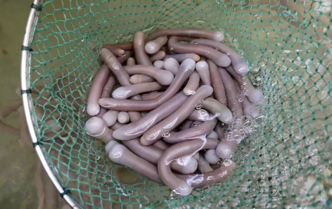 五花肉沙肝怎么做好吃_五花肉猪肝汤的做法_沙干五花肉