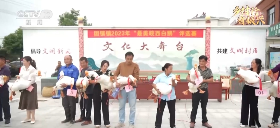 大鹅苗_大鹅苗_大鹅苗