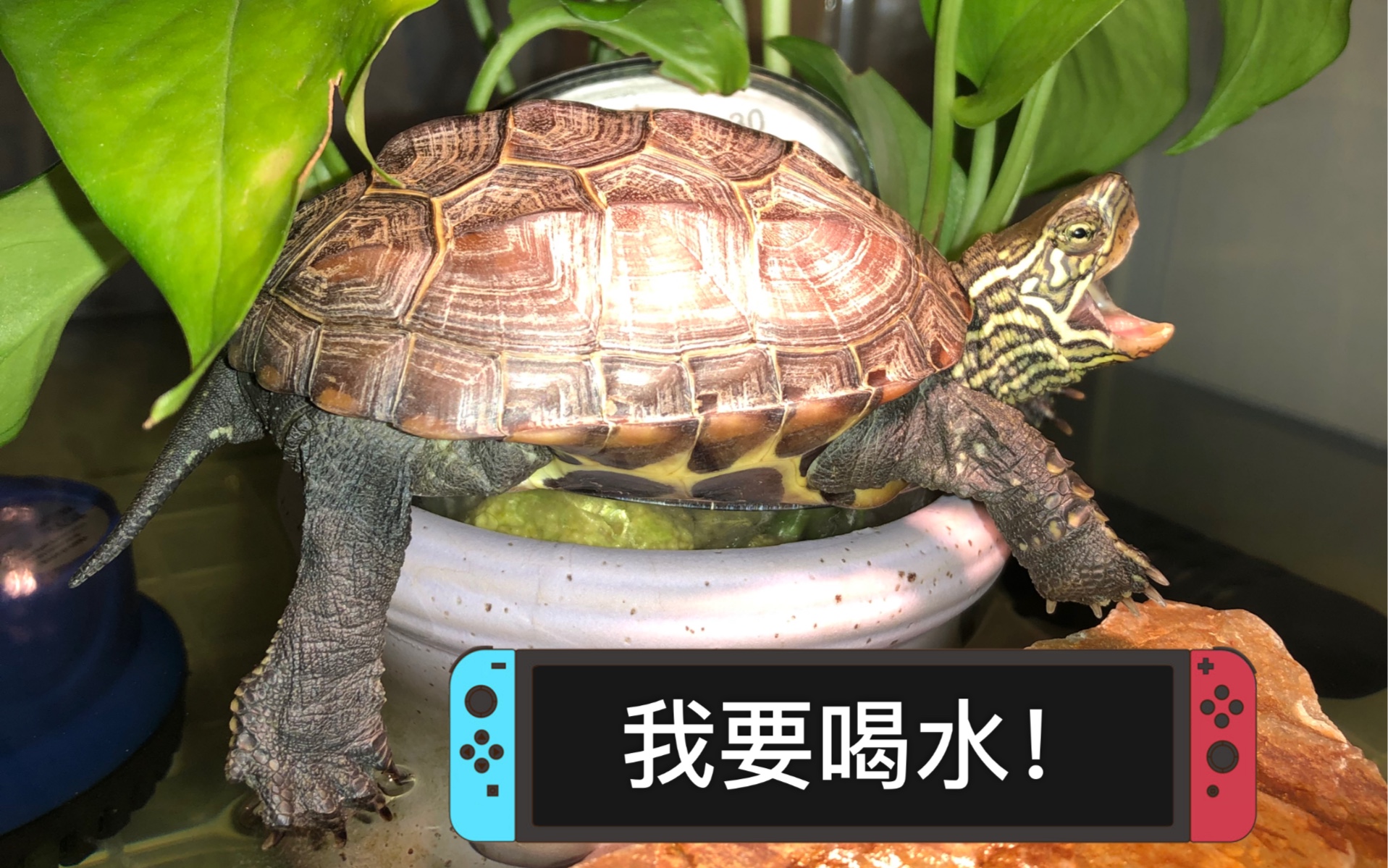 乌龟渴死了_乌龟几天不喝水会死_乌龟渴死了还能活吗