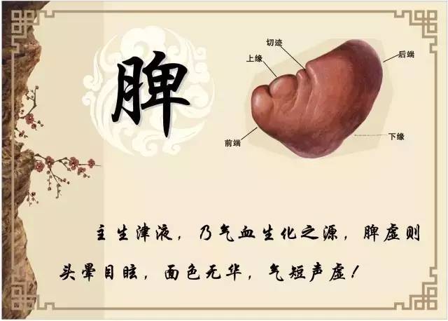 3个月宝宝脾虚怎么调理_调理宝宝脾虚月经不来_调理宝宝脾虚月经不调