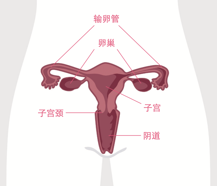 内分泌紊乱调理_调理分泌紊乱几点吃药_调理分泌内紊乱的药物