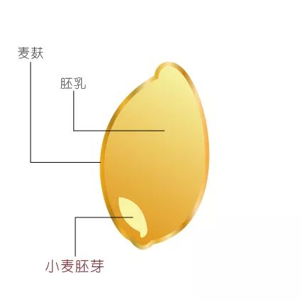 小麦胚芽油生产工艺_小麦胚芽油设备_小麦工艺油生产胚芽是什么