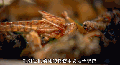 活珠子和旺鸡蛋_活珠子和旺鸡蛋_活珠子和旺鸡蛋