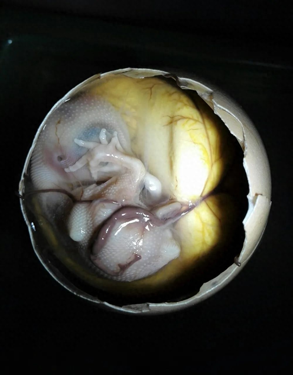 活珠子和旺鸡蛋_活珠子和旺鸡蛋_活珠子和旺鸡蛋