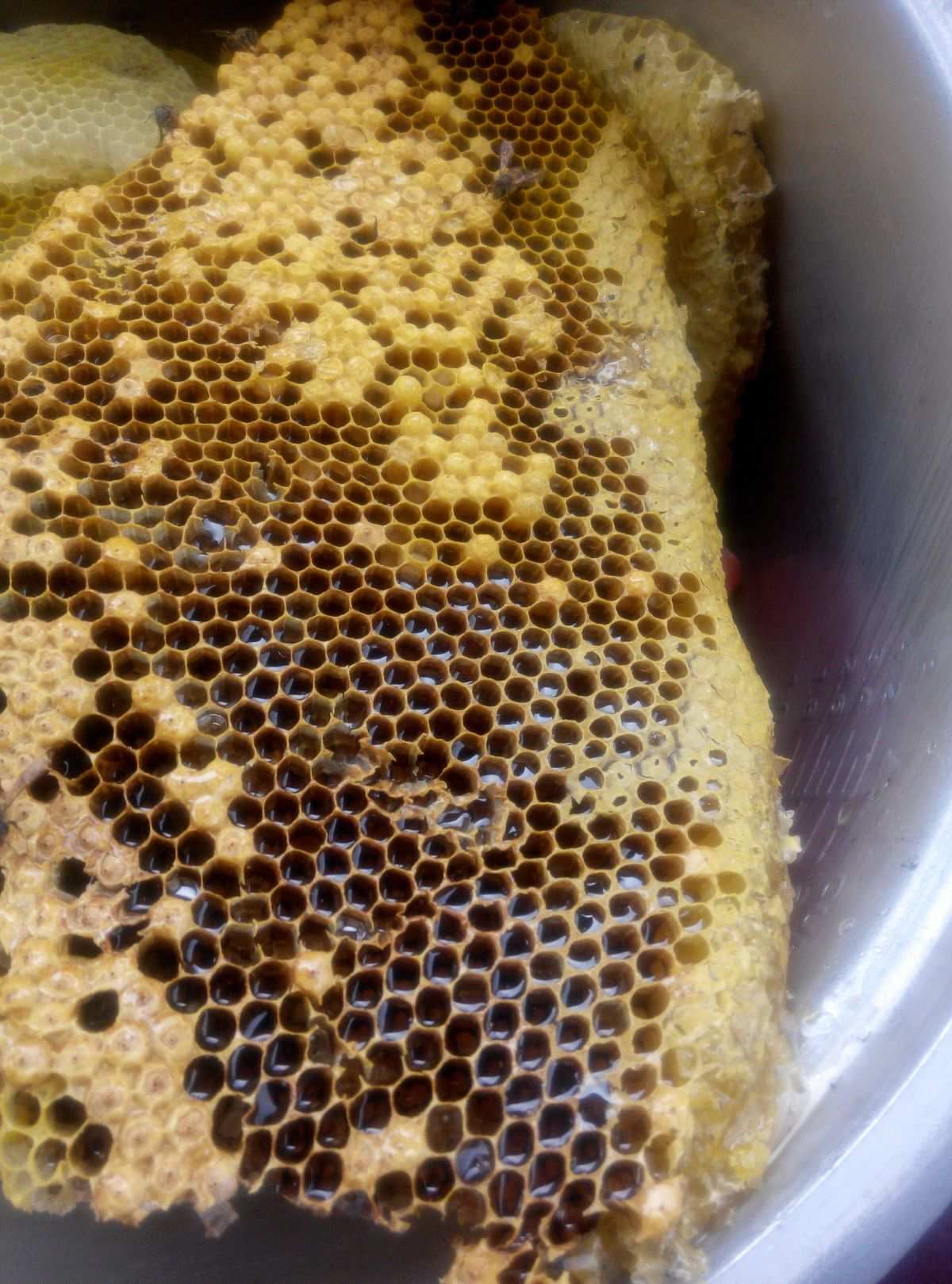 吃蜜蜂蜡有什么好处_槽蜜吃蜂蜡需要去籽吗_吃槽蜜需要去蜂蜡吗