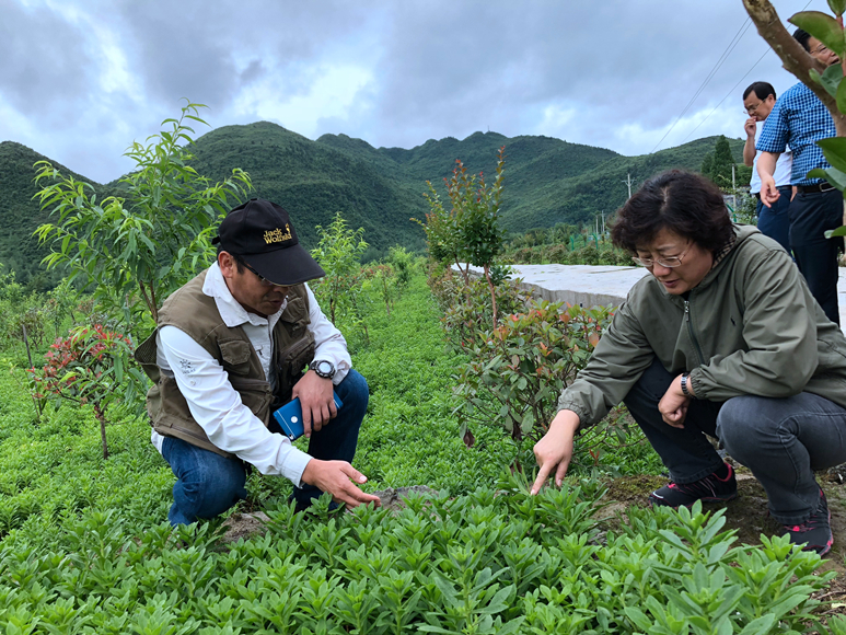 茶叶推广的广告语_茶叶推广方案_如何推广茶叶