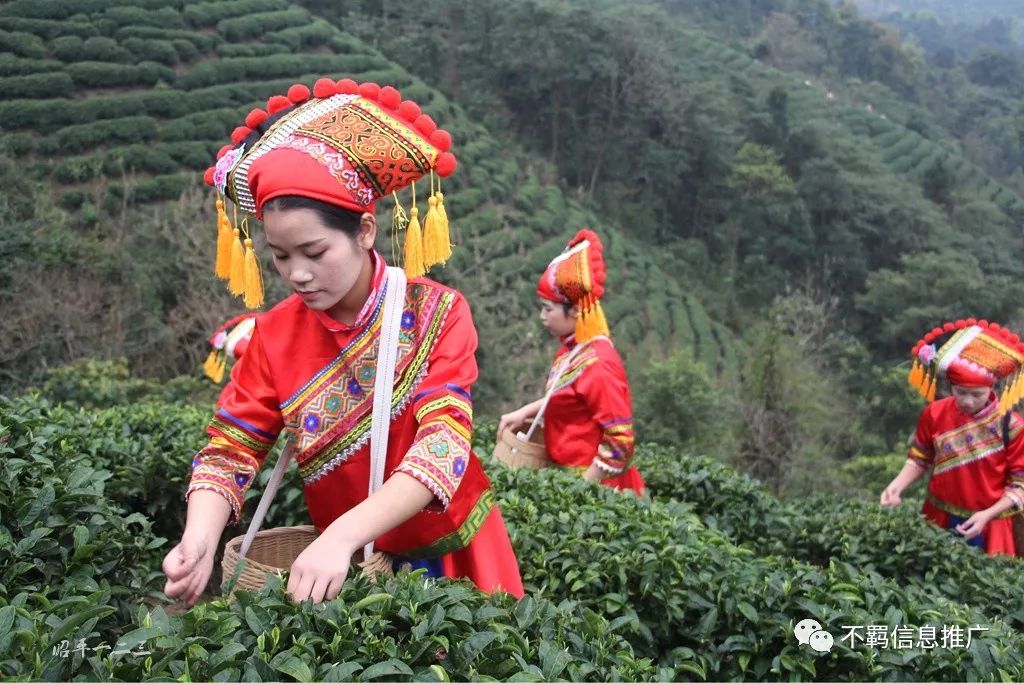 茶叶推广标题_如何推广茶叶_茶叶推广文案