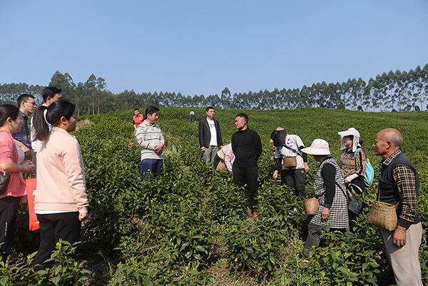 如何推广茶叶_茶叶推广文案_茶叶推广软文