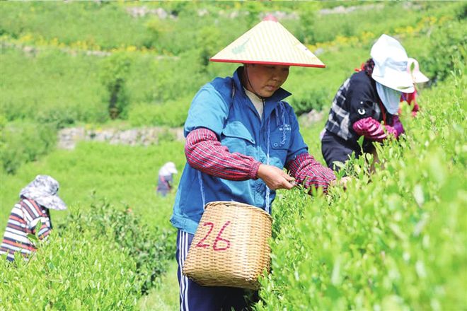 茶叶推广文案_如何推广茶叶_茶叶推广软文
