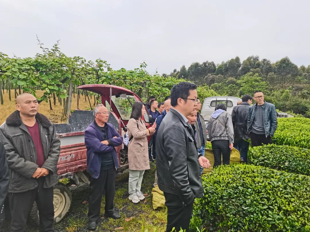 茶叶推广软文_茶叶推广文案_如何推广茶叶
