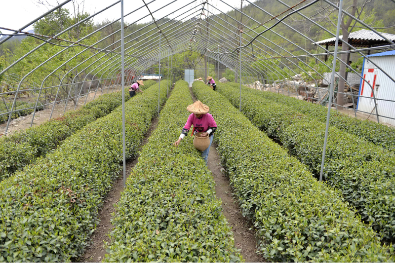 茶叶推广软文_茶叶推广文案_如何推广茶叶