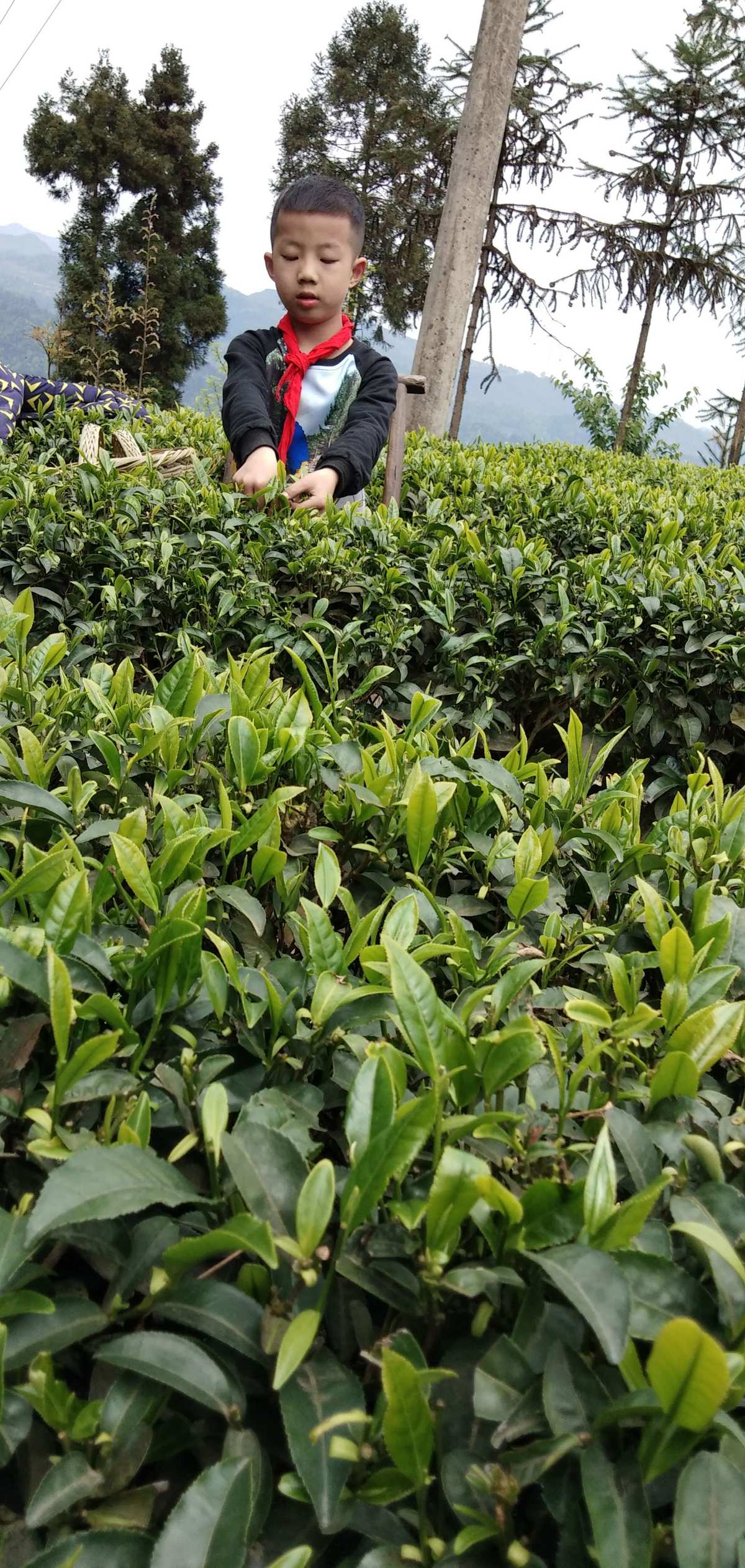茶叶推广软文_茶叶推广文案_如何推广茶叶