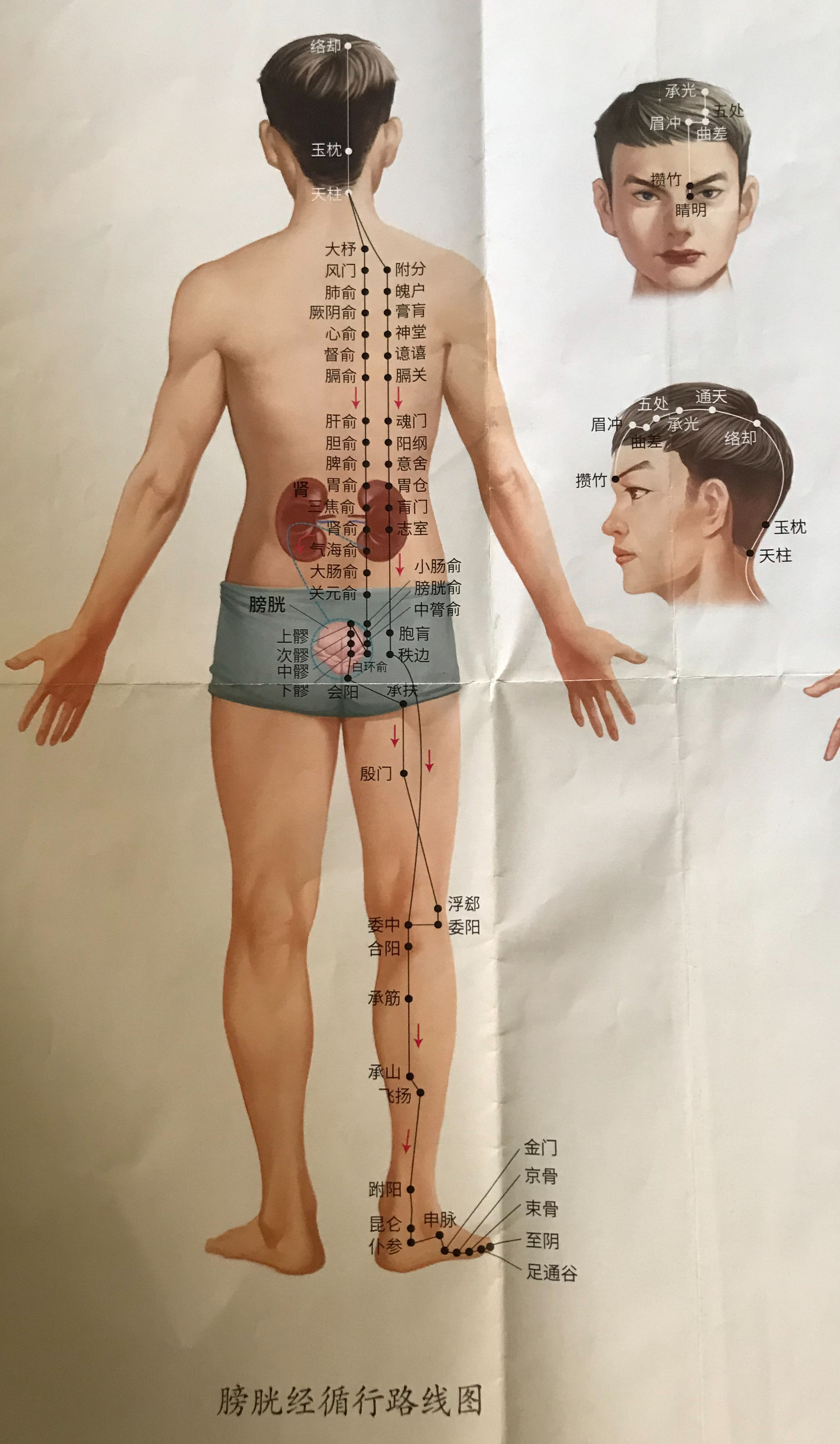 脾胃不好怎么从经络调理_调理脾胃的经络_调理脾胃经络好吗