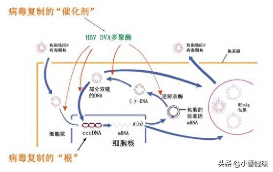 乙肝大三阳怎么调理_调理乙肝三阳大药有哪些_治乙肝大三阳偏方