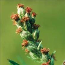 花粉过敏 中医调理_过敏调理中医花粉有效果吗_过敏调理中医花粉有效吗