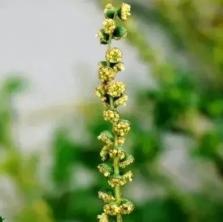 过敏调理中医花粉有效吗_花粉过敏 中医调理_过敏调理中医花粉有效果吗