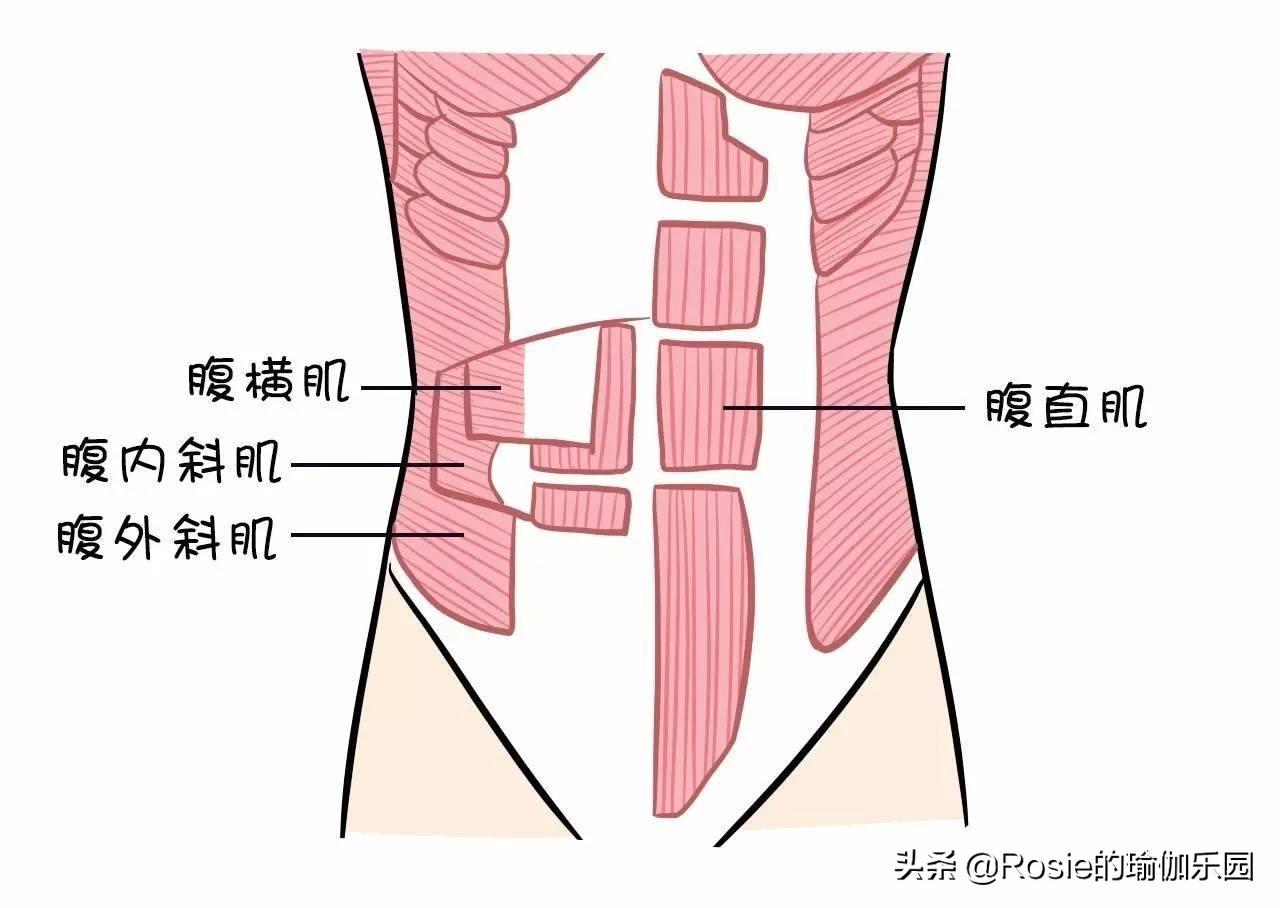 肌肉粉桶_什么是肌肉粉_曾肌肉粉怎么吃