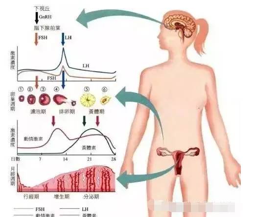 闭经能吃阿胶调理吗_闭经吃阿胶能来月经吗_阿胶能调理闭经吗