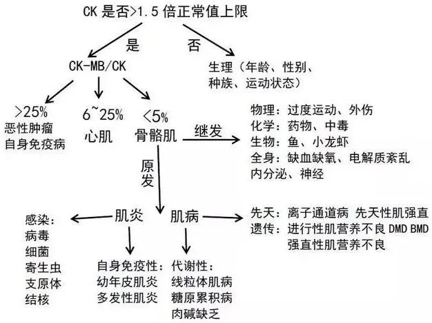 肌酸激酶高的危害_激酶肌酸偏高的危害_高肌酸激酶症