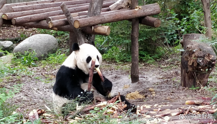 成都熊猫基地游玩路线_游成都熊猫基地需要多长时间_成都熊猫基地自驾攻略