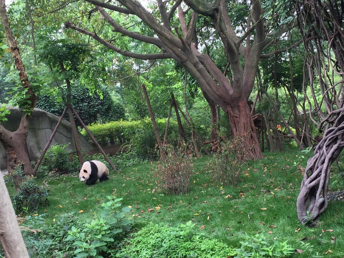 游成都熊猫基地需要多长时间_成都熊猫基地游玩路线_成都熊猫基地自驾攻略