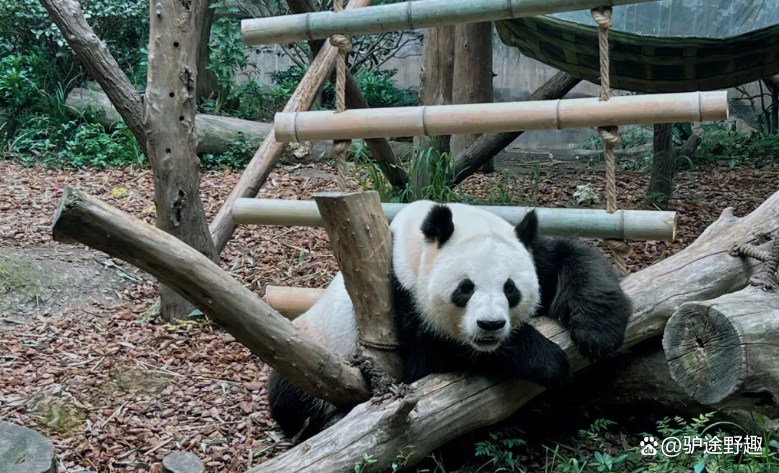 成都熊猫基地自驾攻略_成都熊猫基地游玩路线_游成都熊猫基地需要多长时间