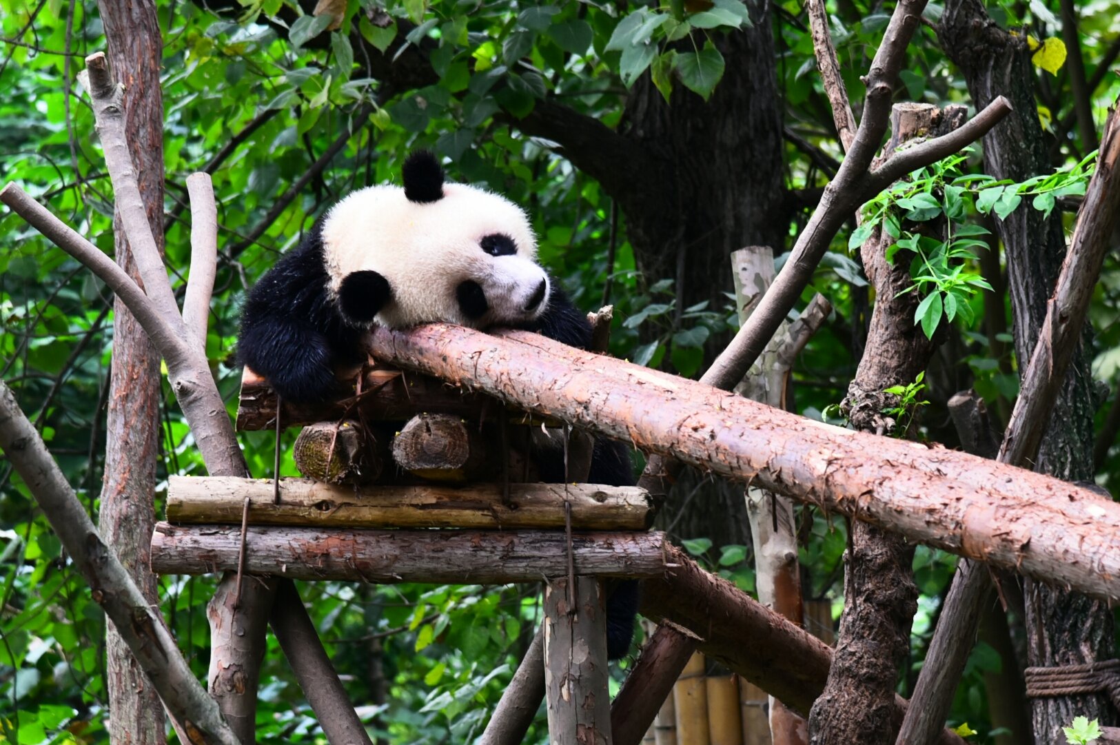 游成都熊猫基地需要多长时间_成都熊猫基地自驾攻略_成都熊猫基地游玩路线