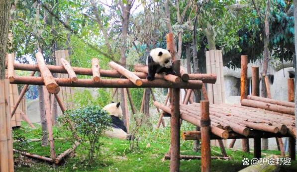 成都熊猫基地游玩路线_成都熊猫基地自驾攻略_游成都熊猫基地需要多长时间