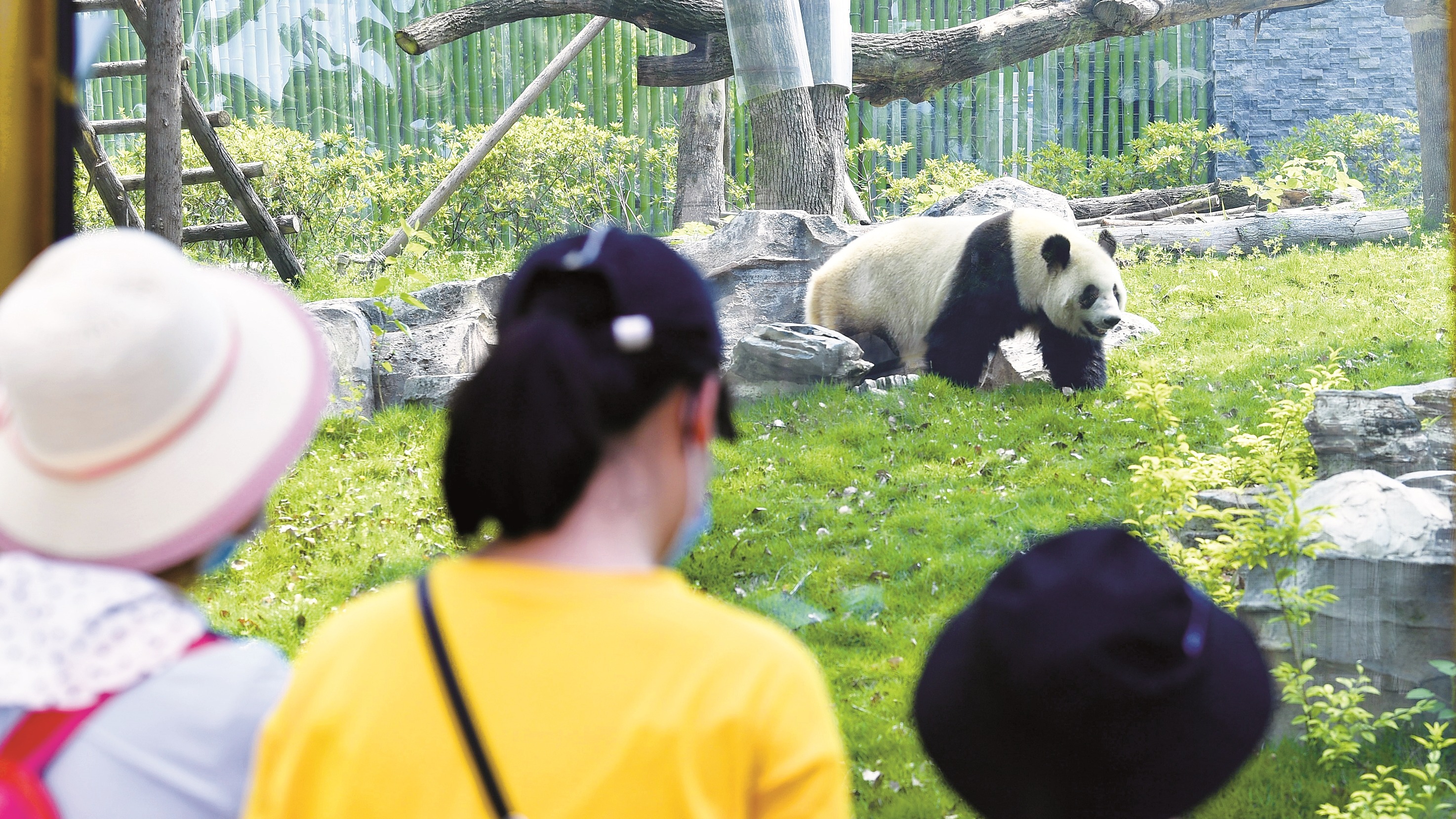 成都熊猫基地游玩路线_成都熊猫基地旅游路线_成都旅游熊猫基地