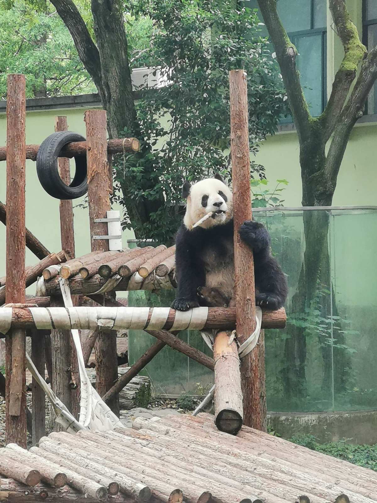 成都熊猫基地旅游路线_成都旅游熊猫基地_成都熊猫基地游玩路线