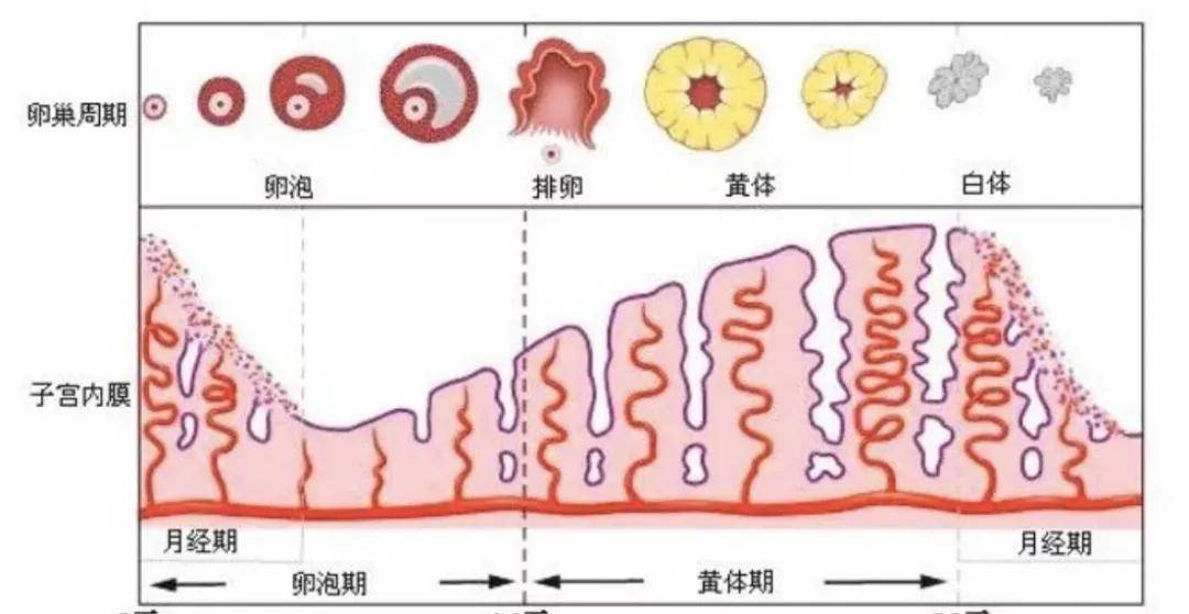 不孕不育问题_女性不孕不育是什么 39健康问答_问答育不孕女性健康是谁提出的