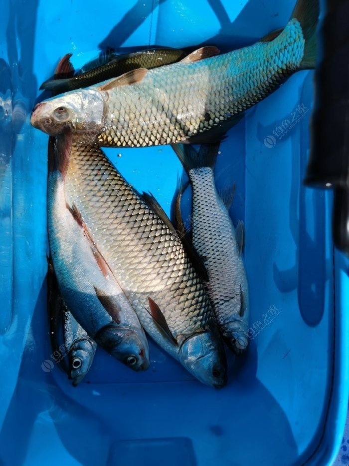 龙趸鱼是深海鱼吗_龙趸鱼蓝色肉_蓝色的龙鱼