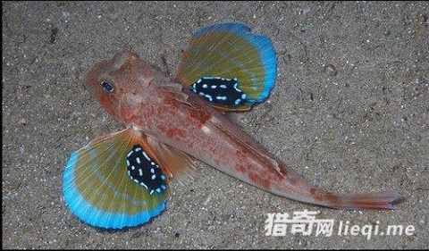 龙趸鱼蓝色肉_龙趸鱼是深海鱼吗_一种鱼龙趸