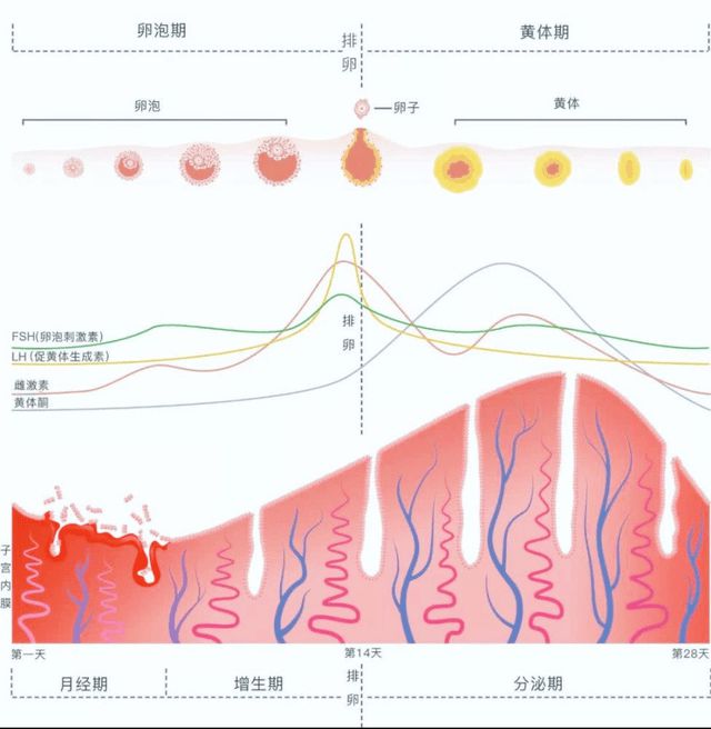 调内分泌失调吃什么药_调内分泌失调吃什么食物_吃什么调理内分泌失调