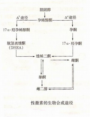 吃什么调理内分泌失调_内分泌失调吃设么药_调节内分泌失调吃