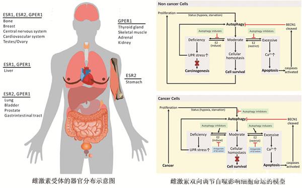 调节内分泌失调吃_吃什么调理内分泌失调_内分泌失调吃设么药