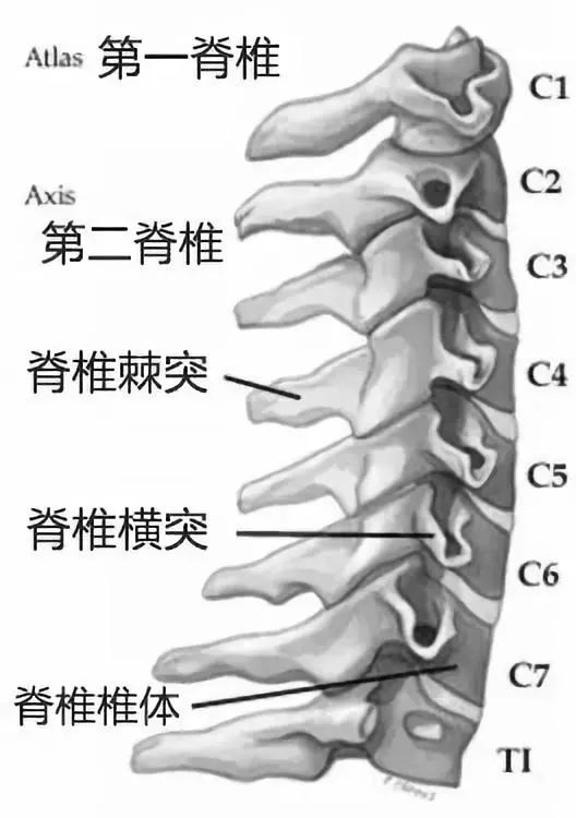 天狮产品能治腰椎间盘_要间康腰椎治疗仪价格_天签腰椎治疗仪