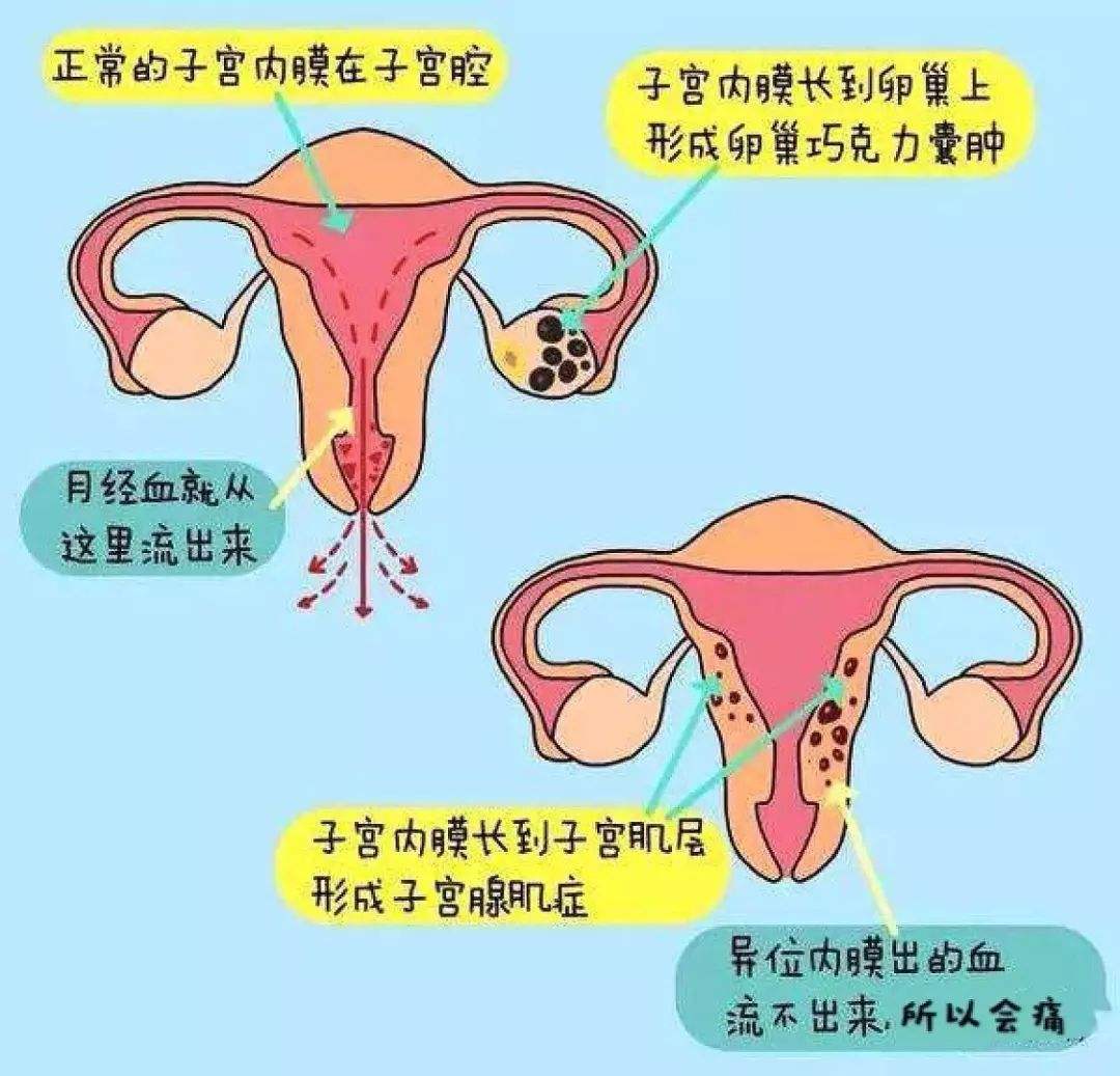 调理内分泌失调的食谱_食疗调节内分泌失调_食疗调节内分泌
