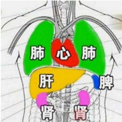 调理湿气脾虚的中药_调理湿气脾虚吃什么药_脾虚湿气重怎么调理