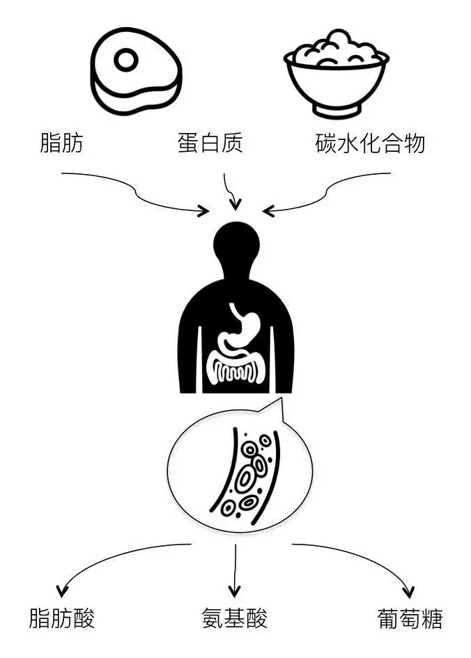 九菜瘦腰怎么样_瘦腰部赘肉的做法_瘦腰长什么样