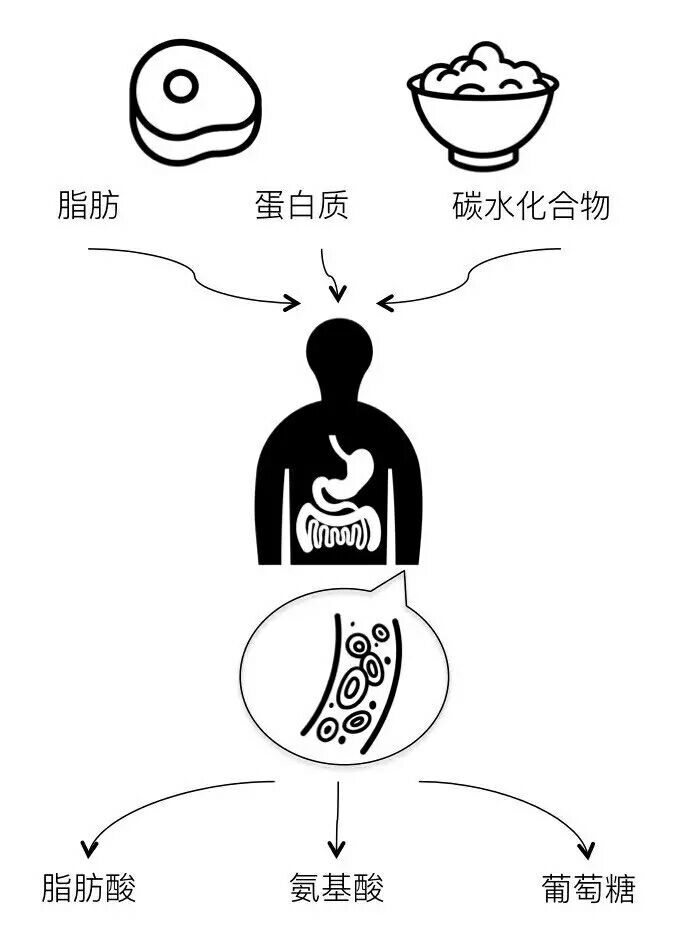 九菜瘦腰怎么样_瘦腰部赘肉的做法_瘦腰长什么样