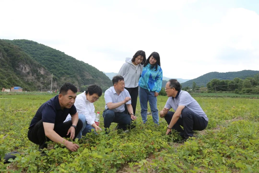 林业科技下乡调研报告怎么写_林业科技下乡调研报告总结_林业科技下乡调研报告