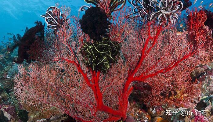 珊瑚吊坠一般多少钱一克_红珊瑚吊坠的价格_红珊瑚吊坠的寓意