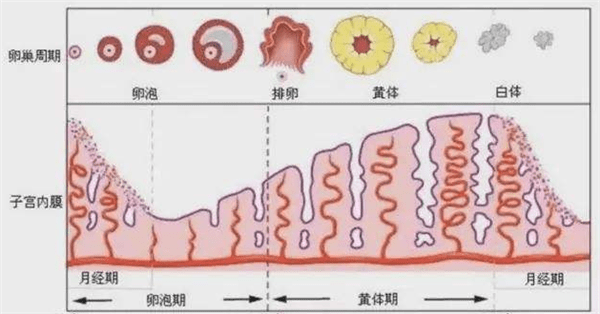 出血调理排卵期吃什么药_排卵期出血吃什么调理_出血调理排卵期吃什么药好