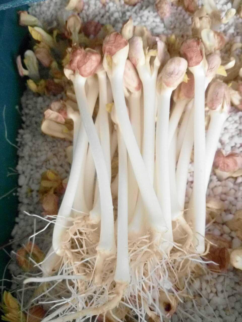 吃花生芽菜对身体有好处吗_花生芽苗菜怎么吃_花生吃芽苗菜会中毒吗