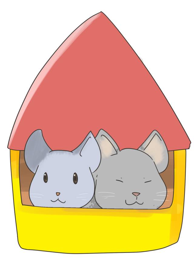 龙猫喝了自来水会死吗_龙猫几天不喝水会死_龙猫水喝多了的后果