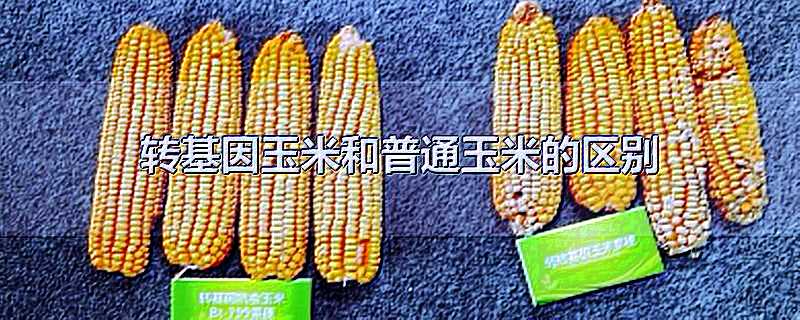 有关转基因与食品安全的文章_转基因食品安全文献_有关转基因食品安全的论文