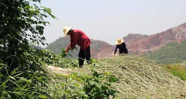 中药贴肚脐管用吗_中药肚脐贴一次能贴几个方法图_中药贴肚脐有什么危害